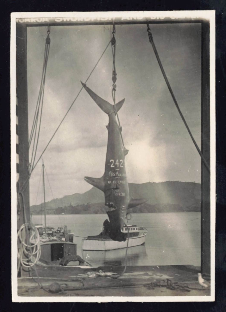 Whangaroa  Swordfish and Big Game Fishing