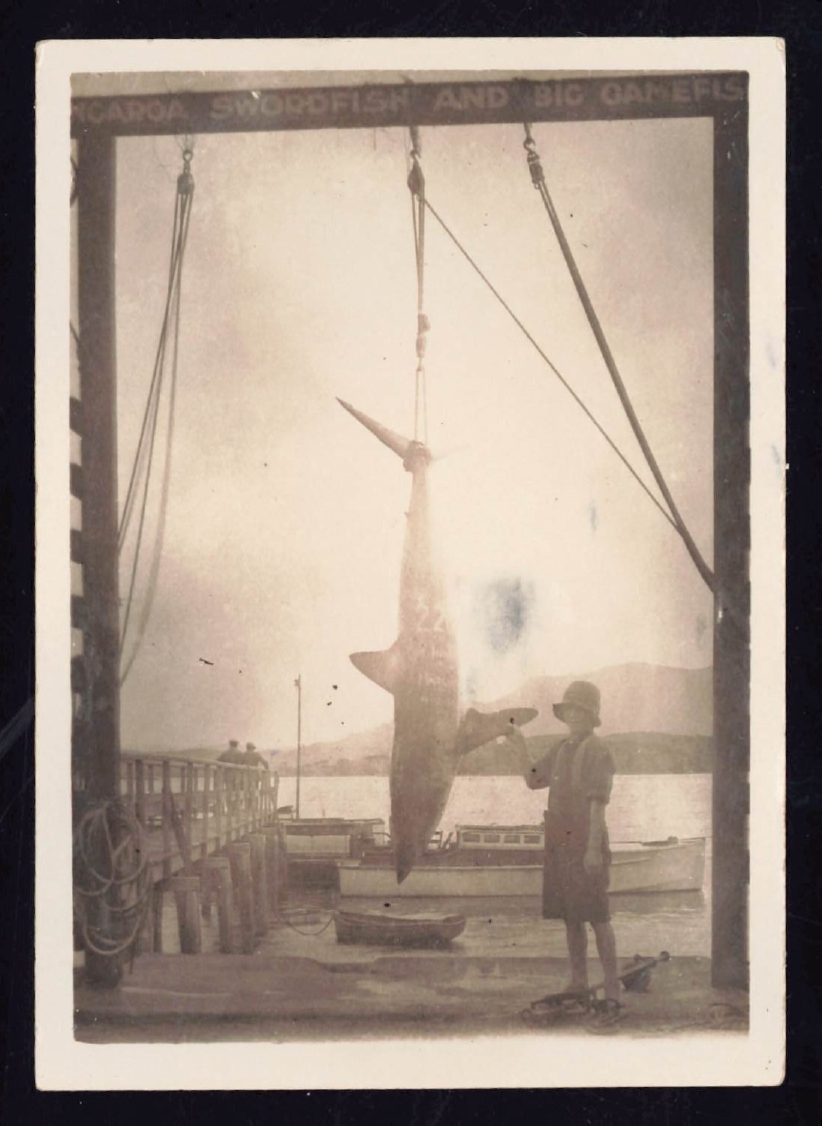 Whangaroa  Swordfish and Big Game Fishing