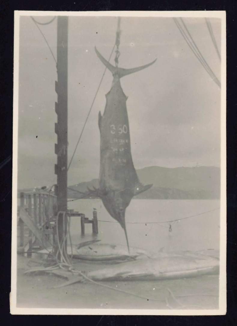 Whangaroa  Swordfish and Big Game Fishing