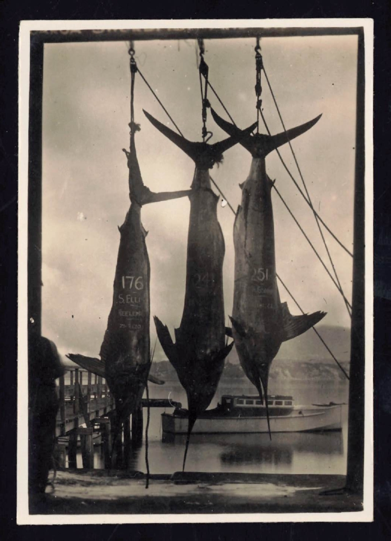 Whangaroa  Swordfish and Big Game Fishing