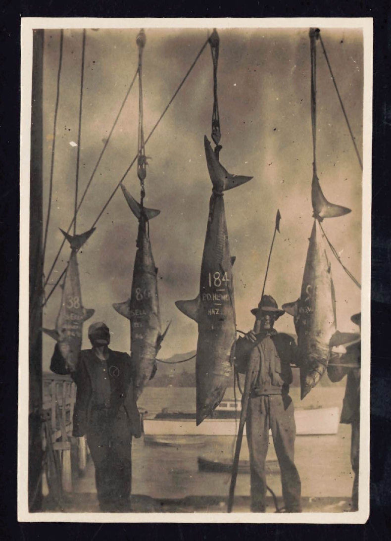 Whangaroa  Swordfish and Big Game Fishing