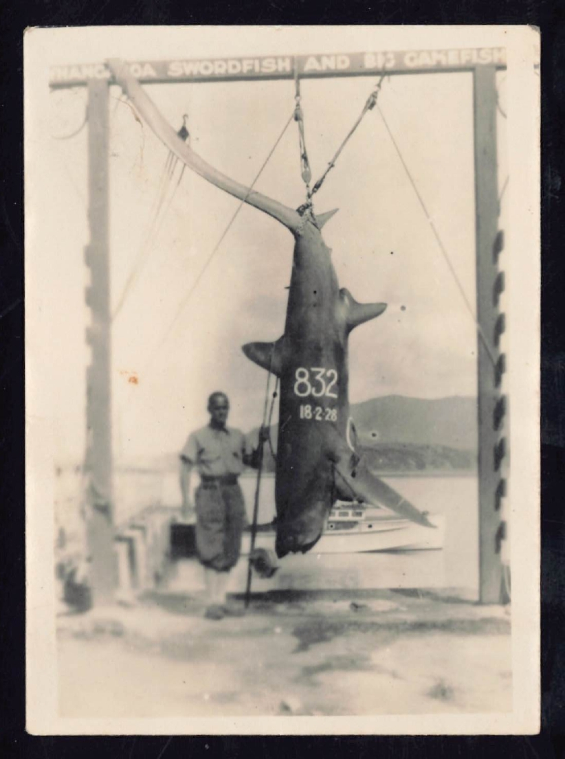 Whangaroa  Swordfish and Big Game Fishing