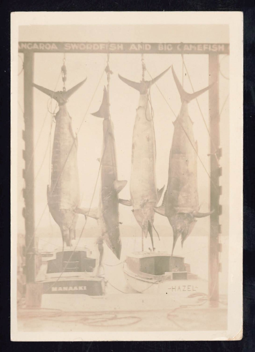 Whangaroa  Swordfish and Big Game Fishing