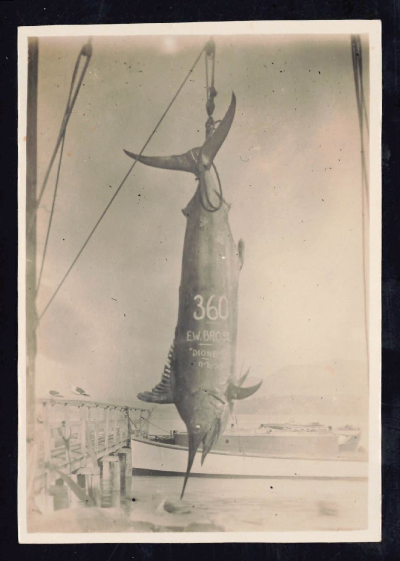 Whangaroa  Swordfish and Big Game Fishing