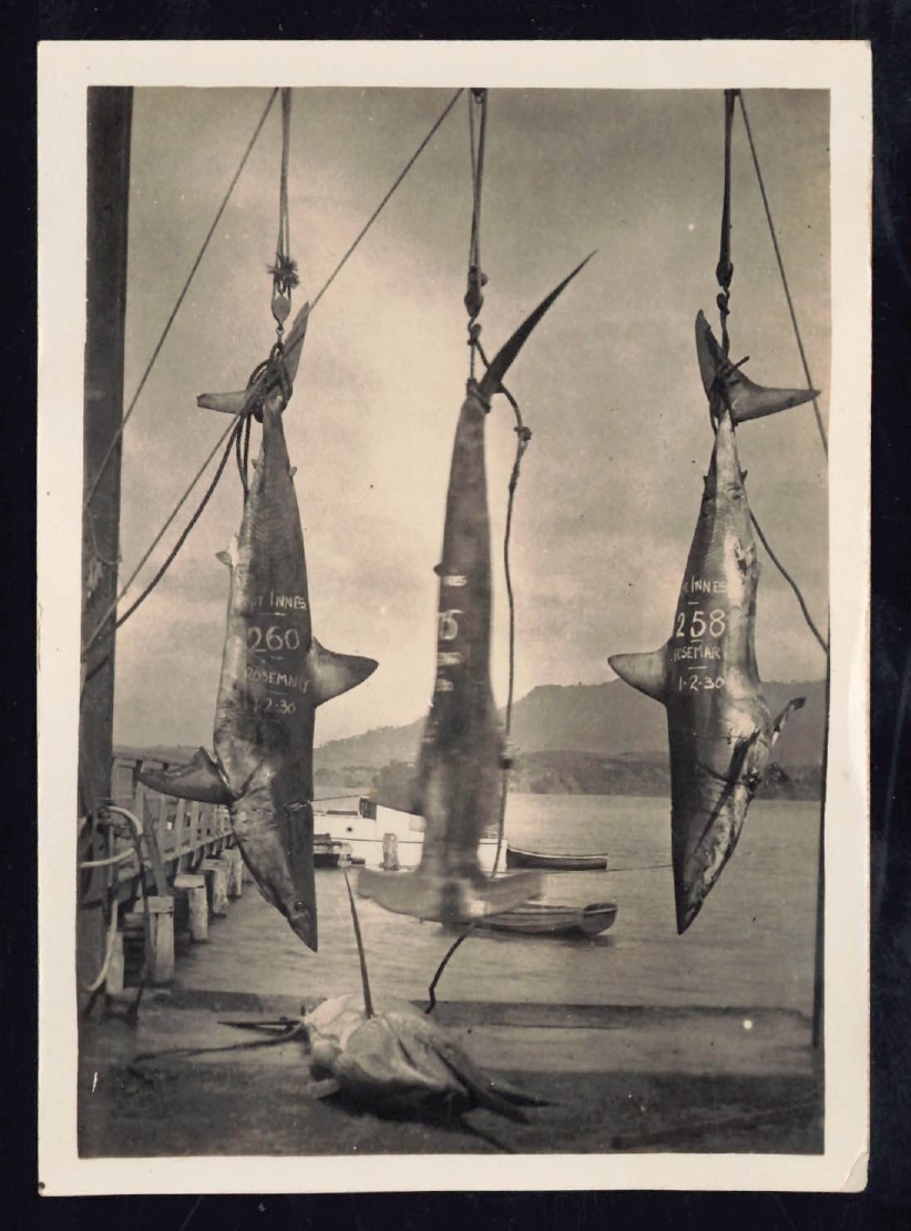 Whangaroa  Swordfish and Big Game Fishing