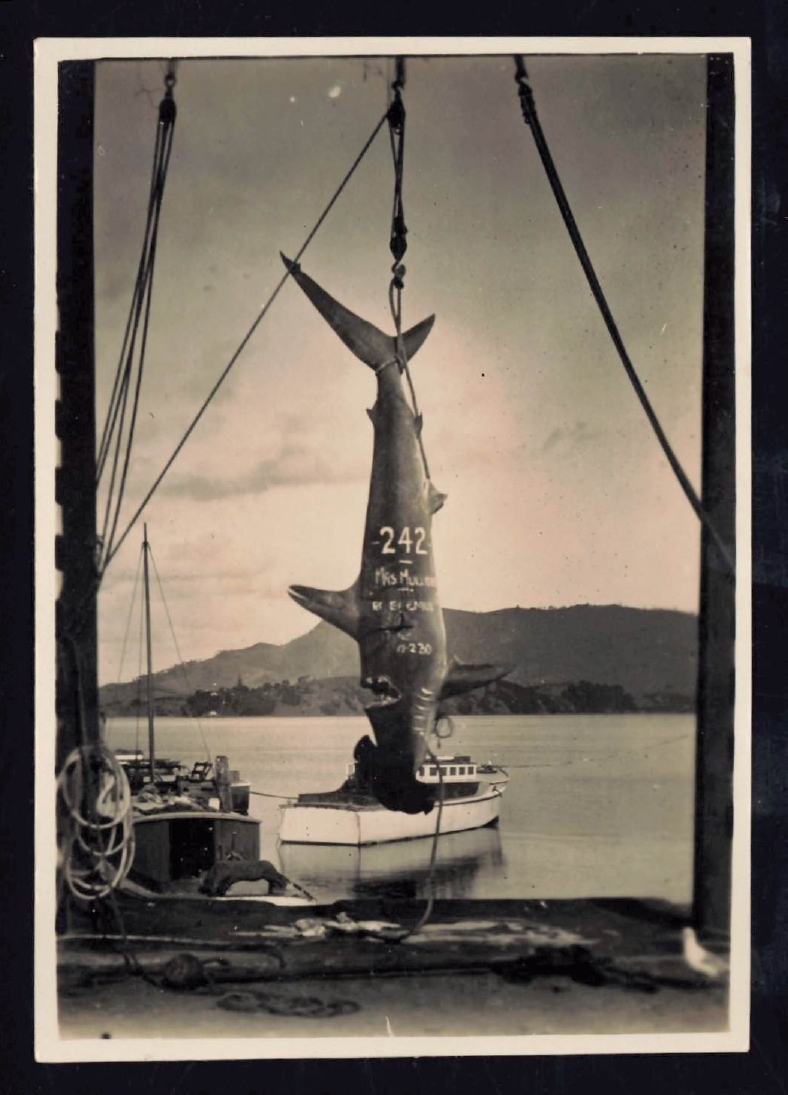 Whangaroa  Swordfish and Big Game Fishing