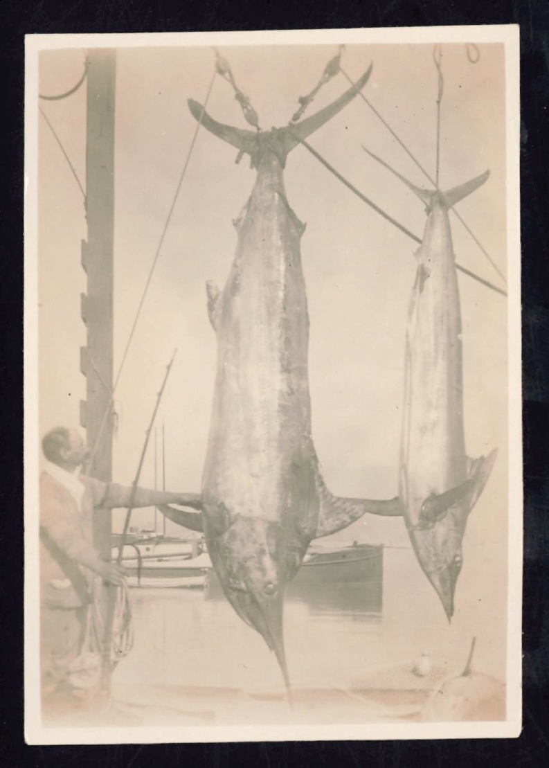 Whangaroa  Swordfish and Big Game Fishing