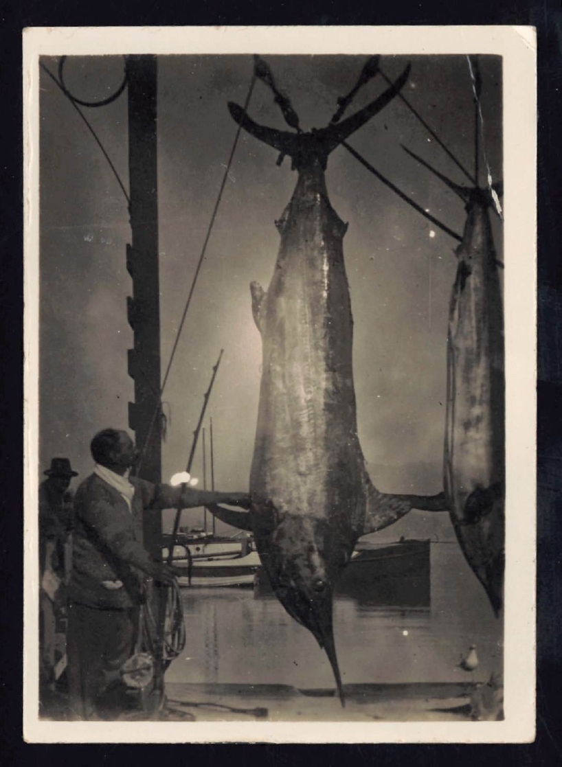 Whangaroa  Swordfish and Big Game Fishing
