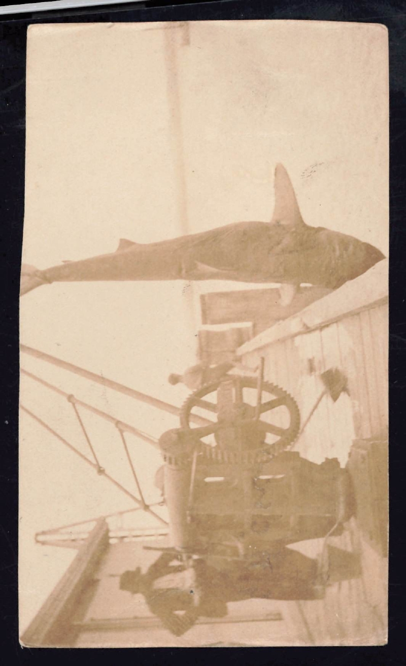 Whangaroa  Swordfish and Big Game Fishing