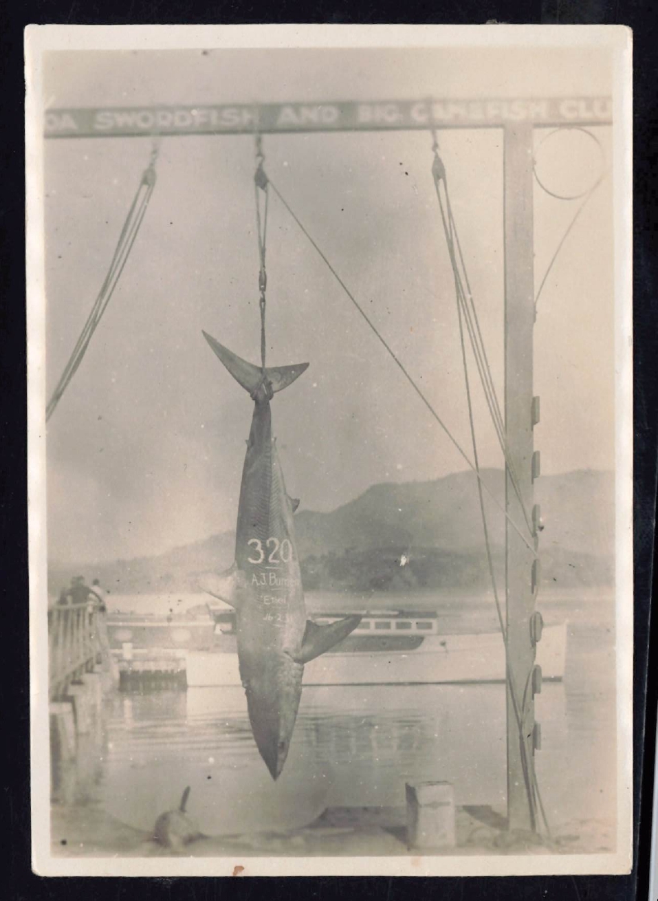 Whangaroa  Swordfish and Big Game Fishing