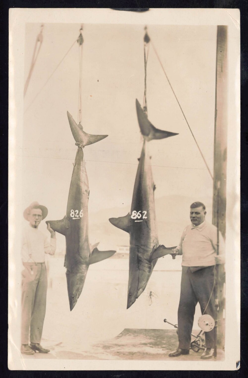 Whangaroa  Swordfish and Big Game Fishing