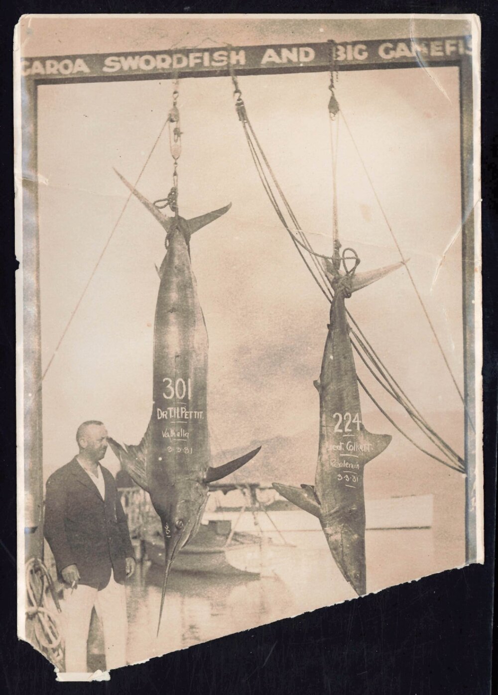 Whangaroa  Swordfish and Big Game Fishing