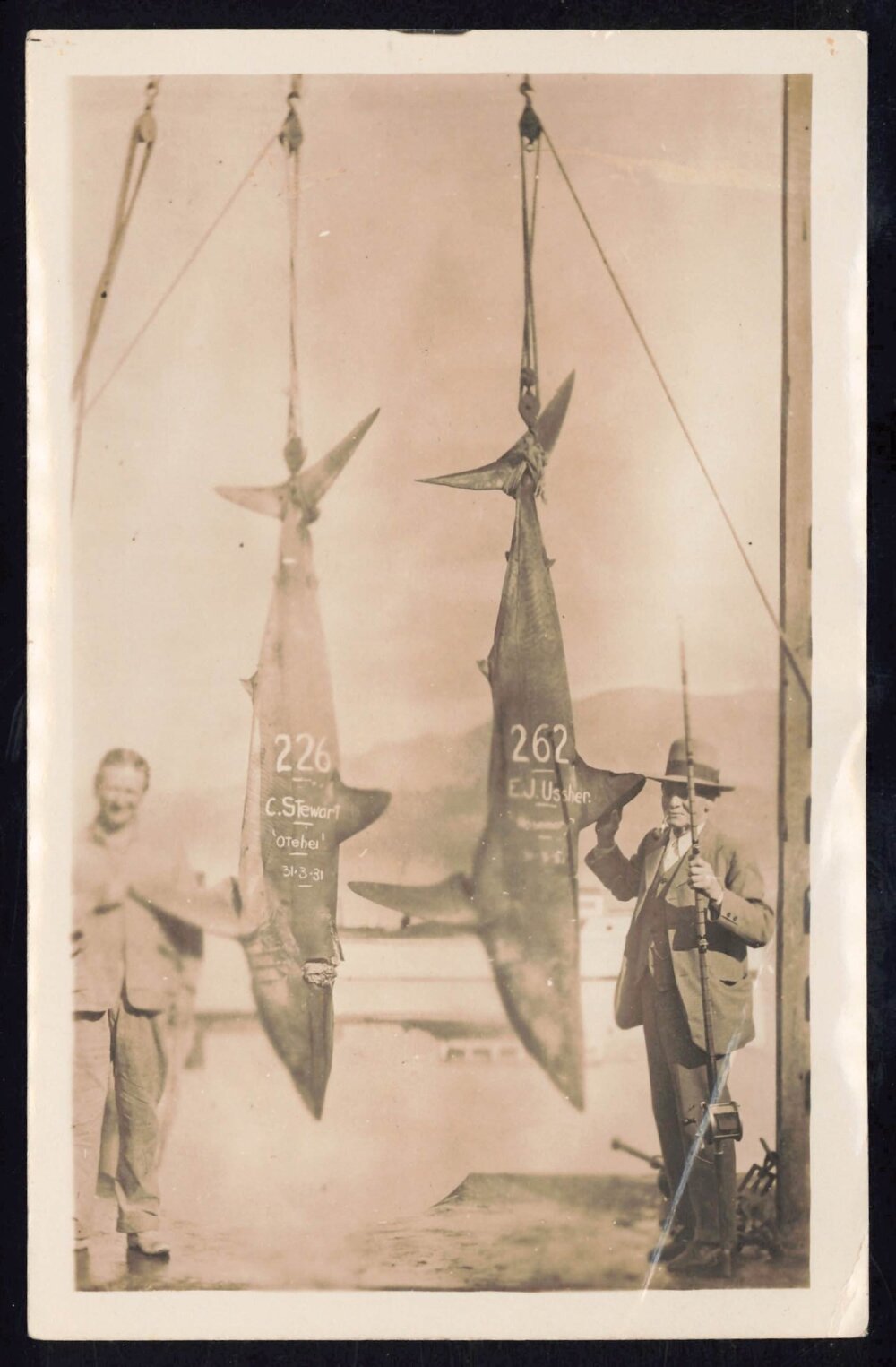 Whangaroa  Swordfish and Big Game Fishing
