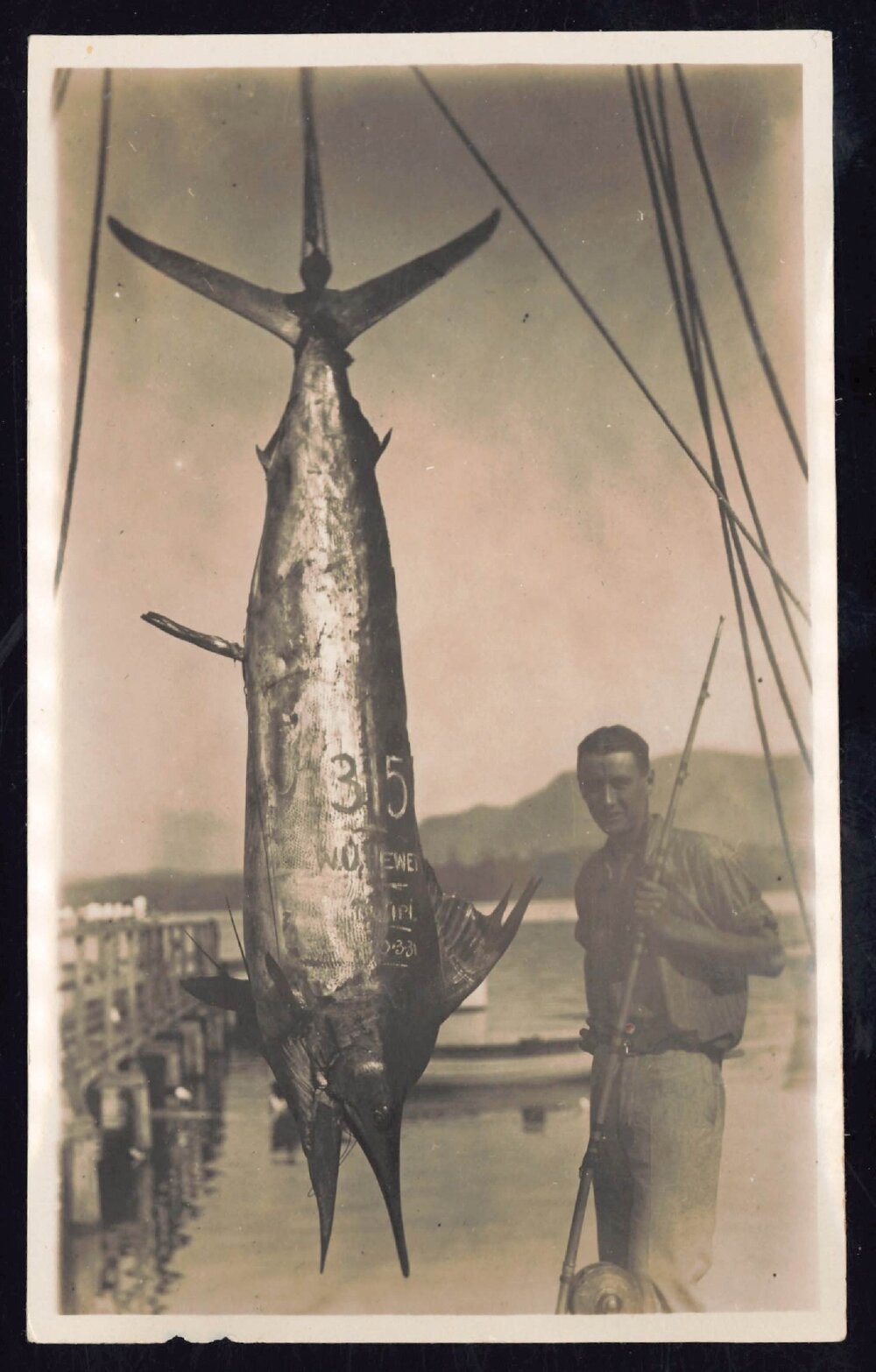 Whangaroa  Swordfish and Big Game Fishing