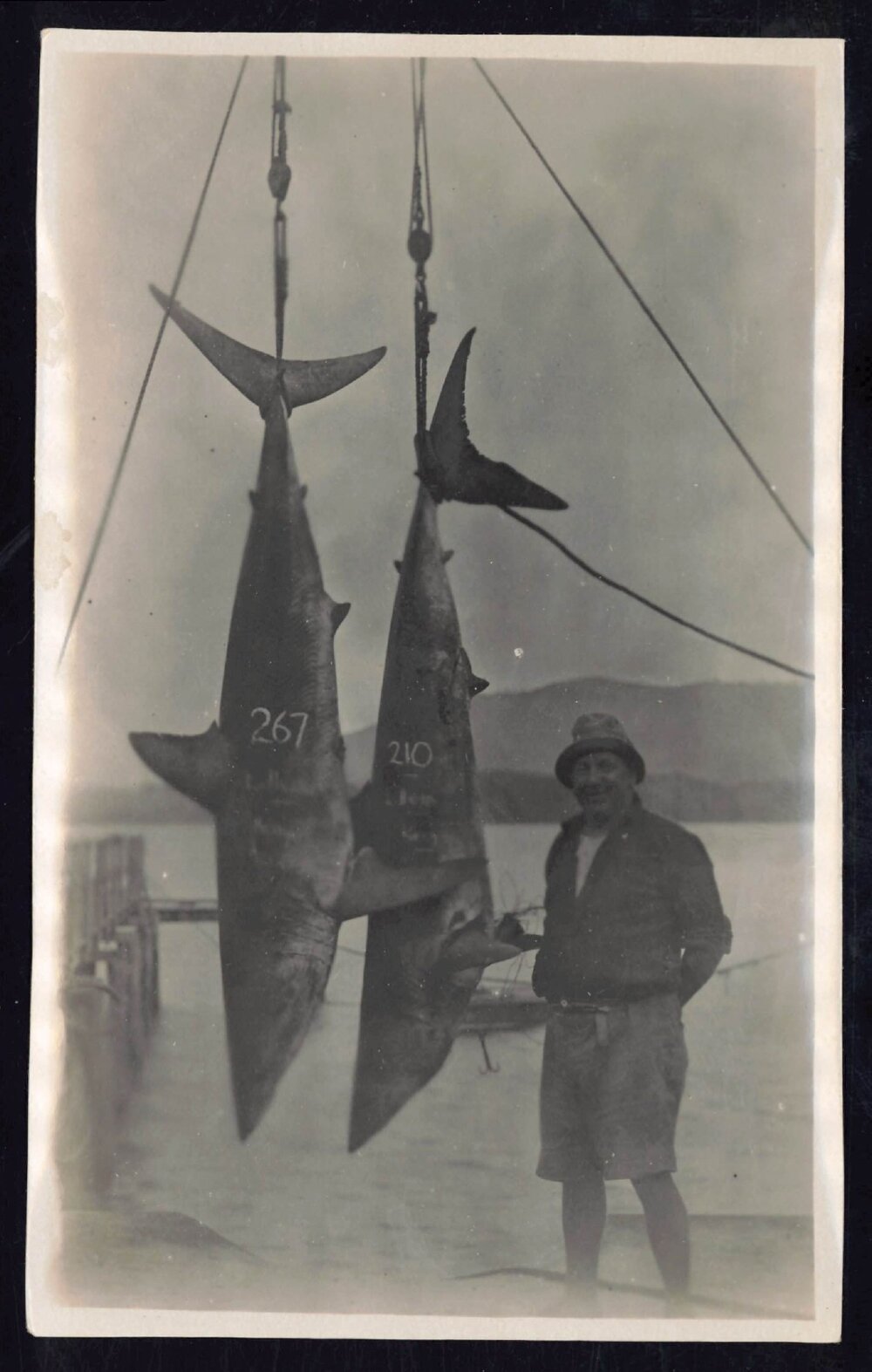Whangaroa  Swordfish and Big Game Fishing