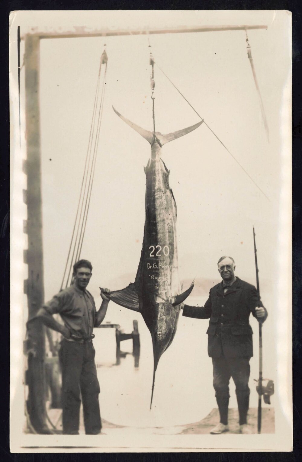 Whangaroa  Swordfish and Big Game Fishing