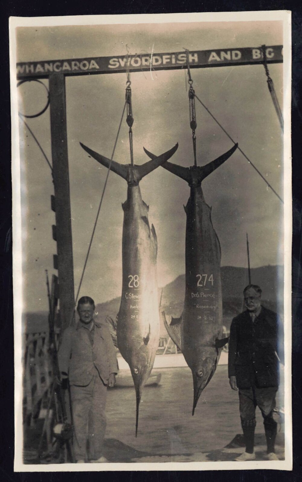Whangaroa  Swordfish and Big Game Fishing