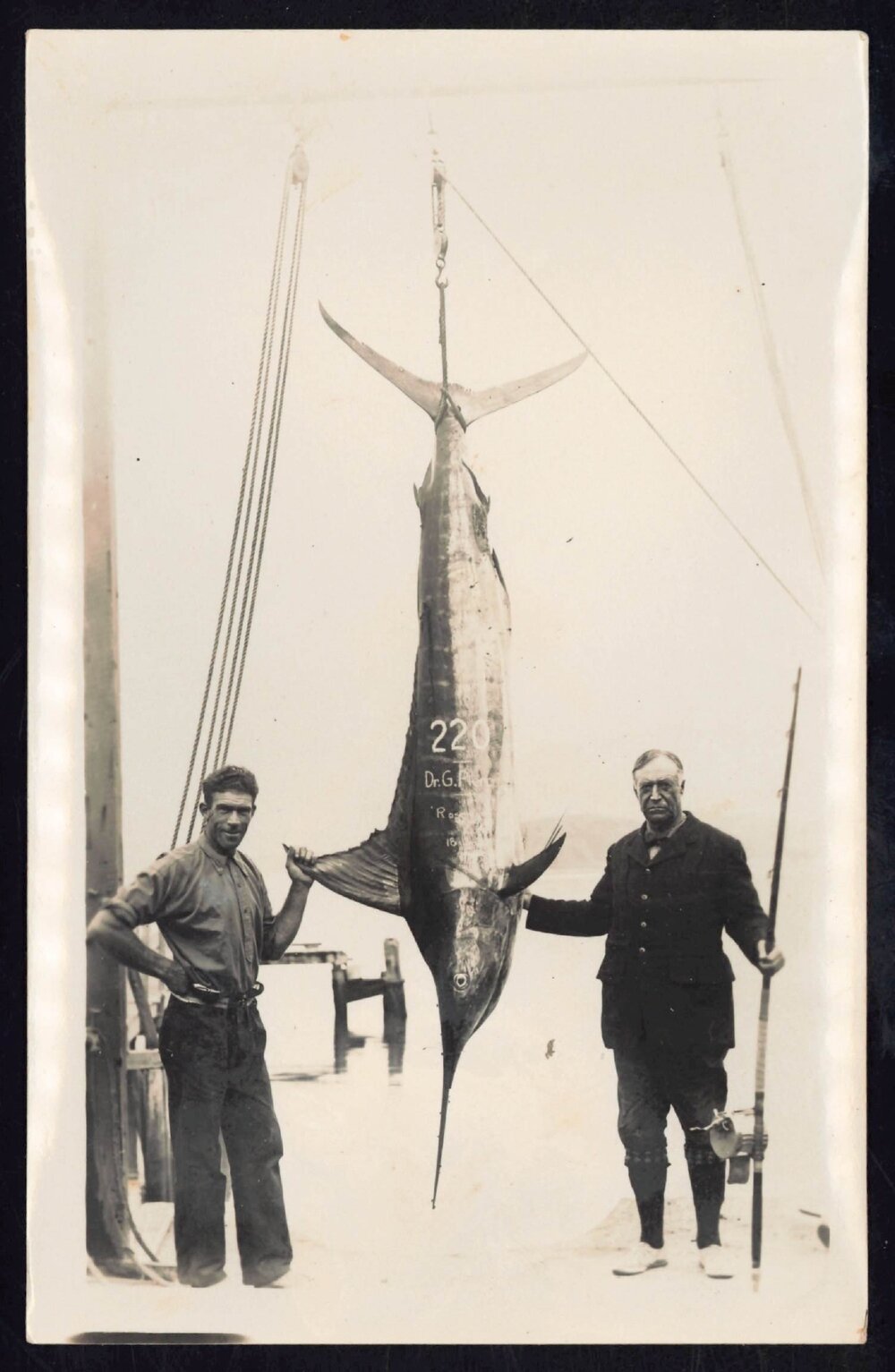 Whangaroa  Swordfish and Big Game Fishing