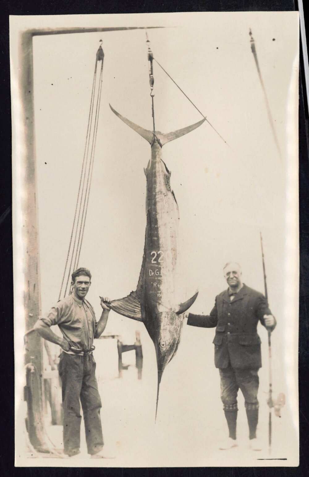 Whangaroa  Swordfish and Big Game Fishing