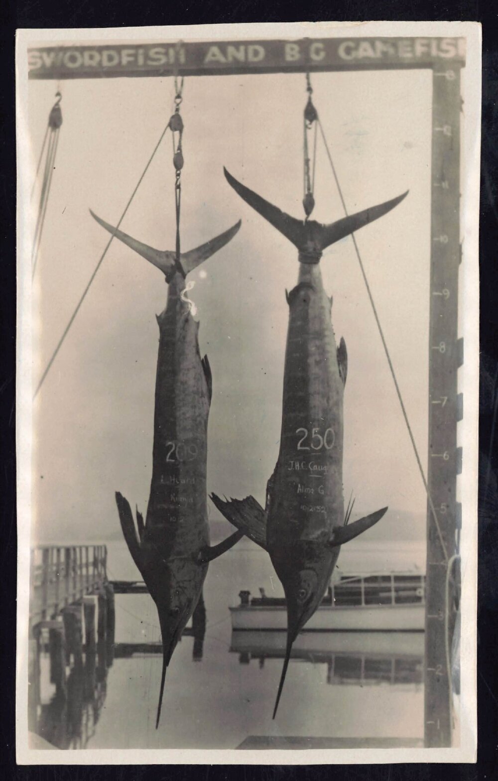 Whangaroa  Swordfish and Big Game Fishing