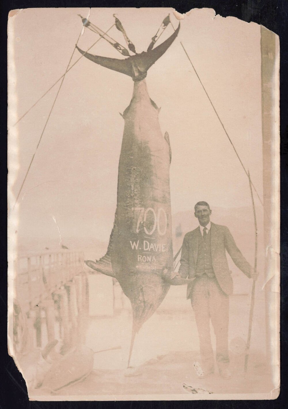 Whangaroa  Swordfish and Big Game Fishing
