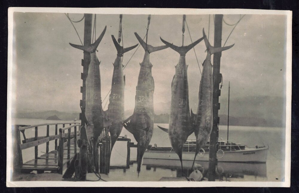 Whangaroa  Swordfish and Big Game Fishing