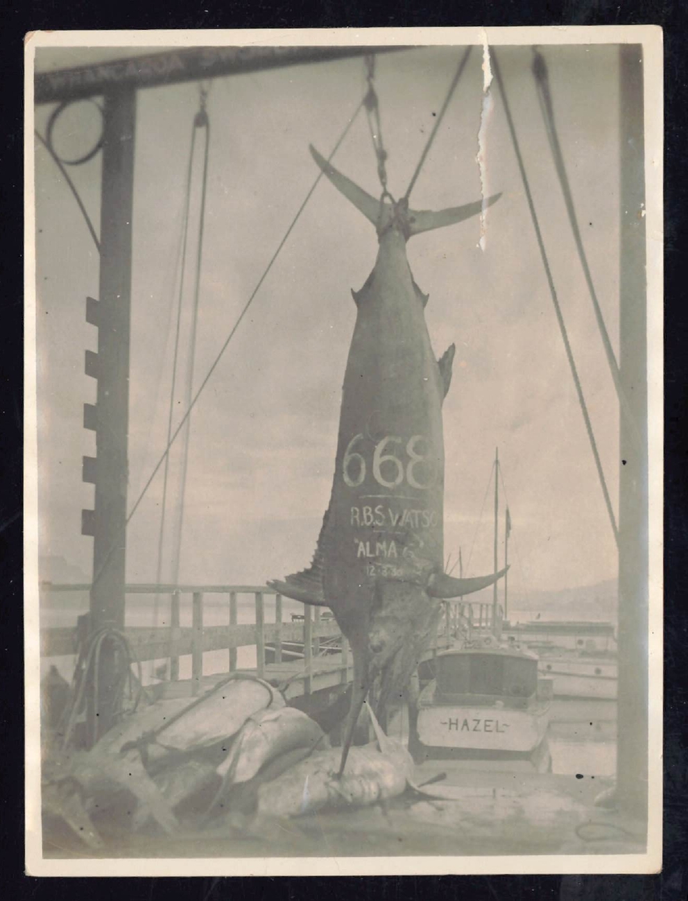 Whangaroa  Swordfish and Big Game Fishing