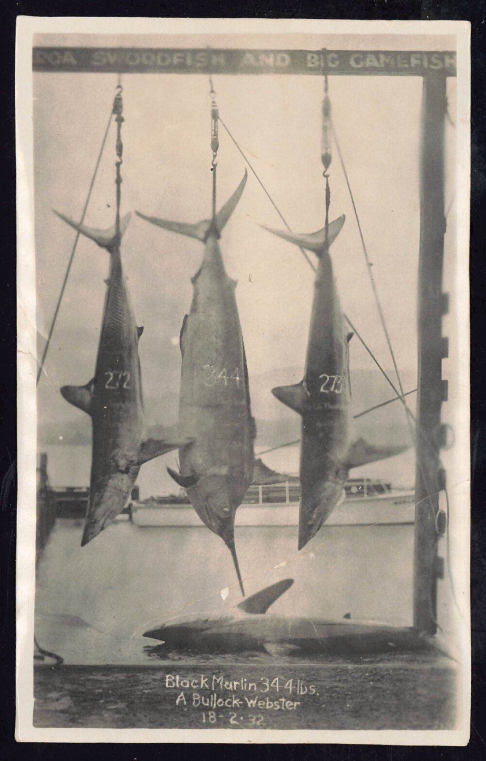 Whangaroa  Swordfish and Big Game Fishing