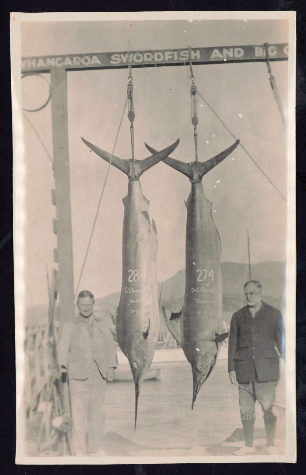 Whangaroa  Swordfish and Big Game Fishing