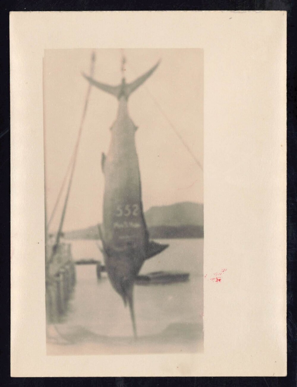 Whangaroa  Swordfish and Big Game Fishing
