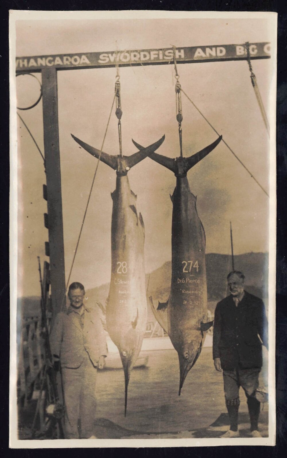 Whangaroa  Swordfish and Big Game Fishing