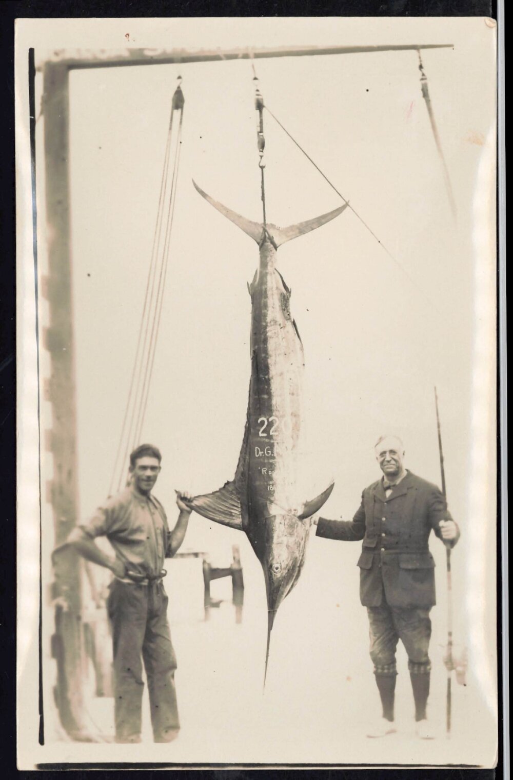 Whangaroa  Swordfish and Big Game Fishing
