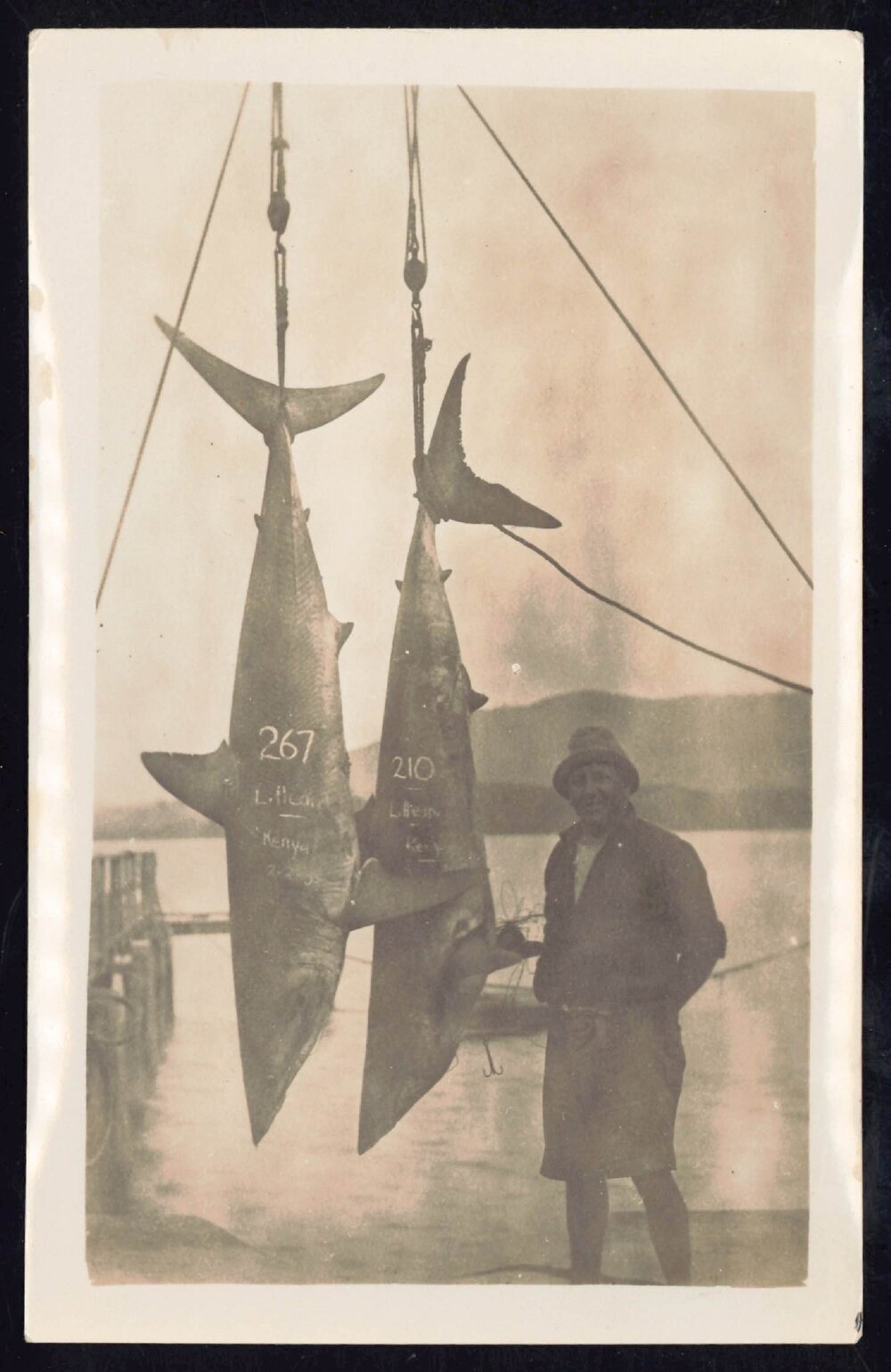 Whangaroa  Swordfish and Big Game Fishing