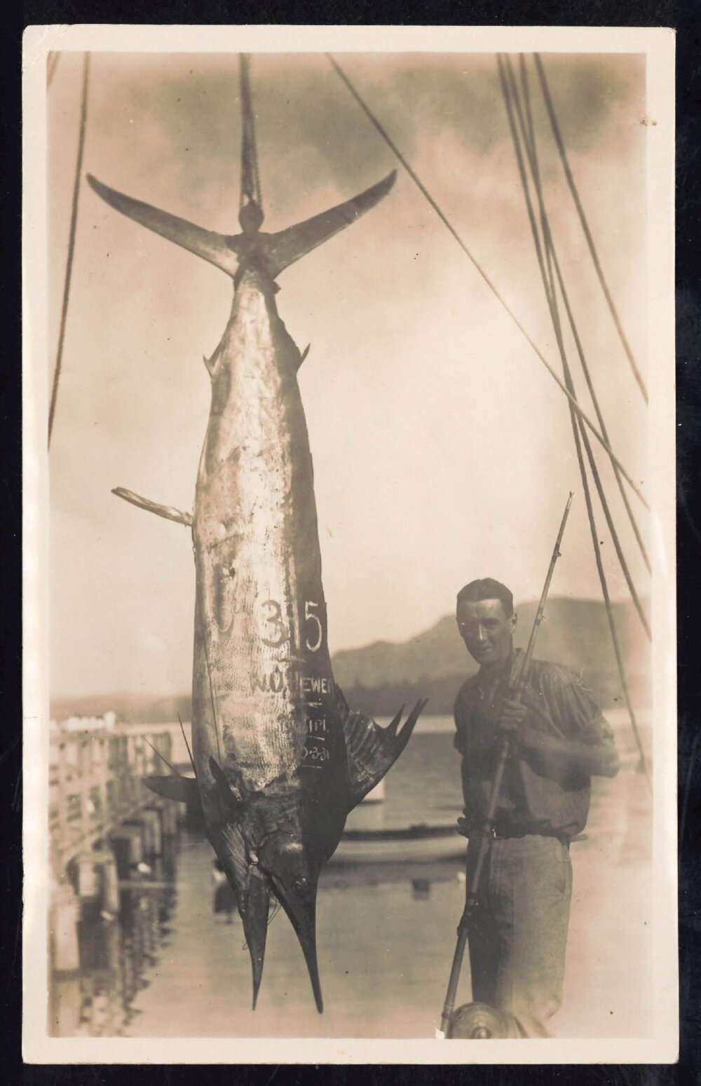 Whangaroa  Swordfish and Big Game Fishing