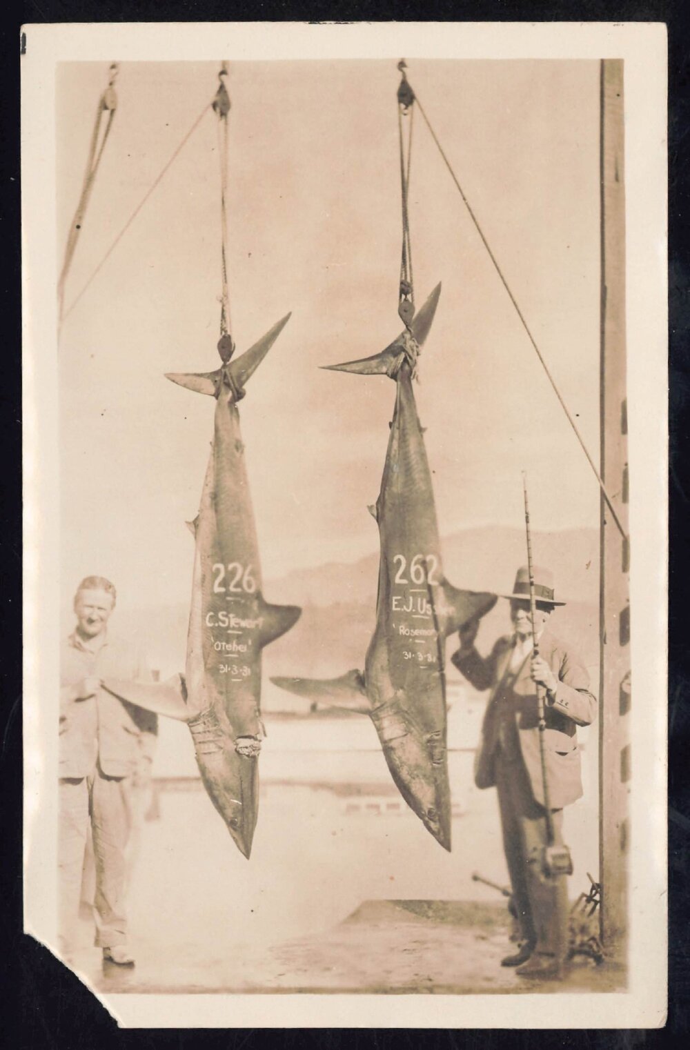 Whangaroa  Swordfish and Big Game Fishing