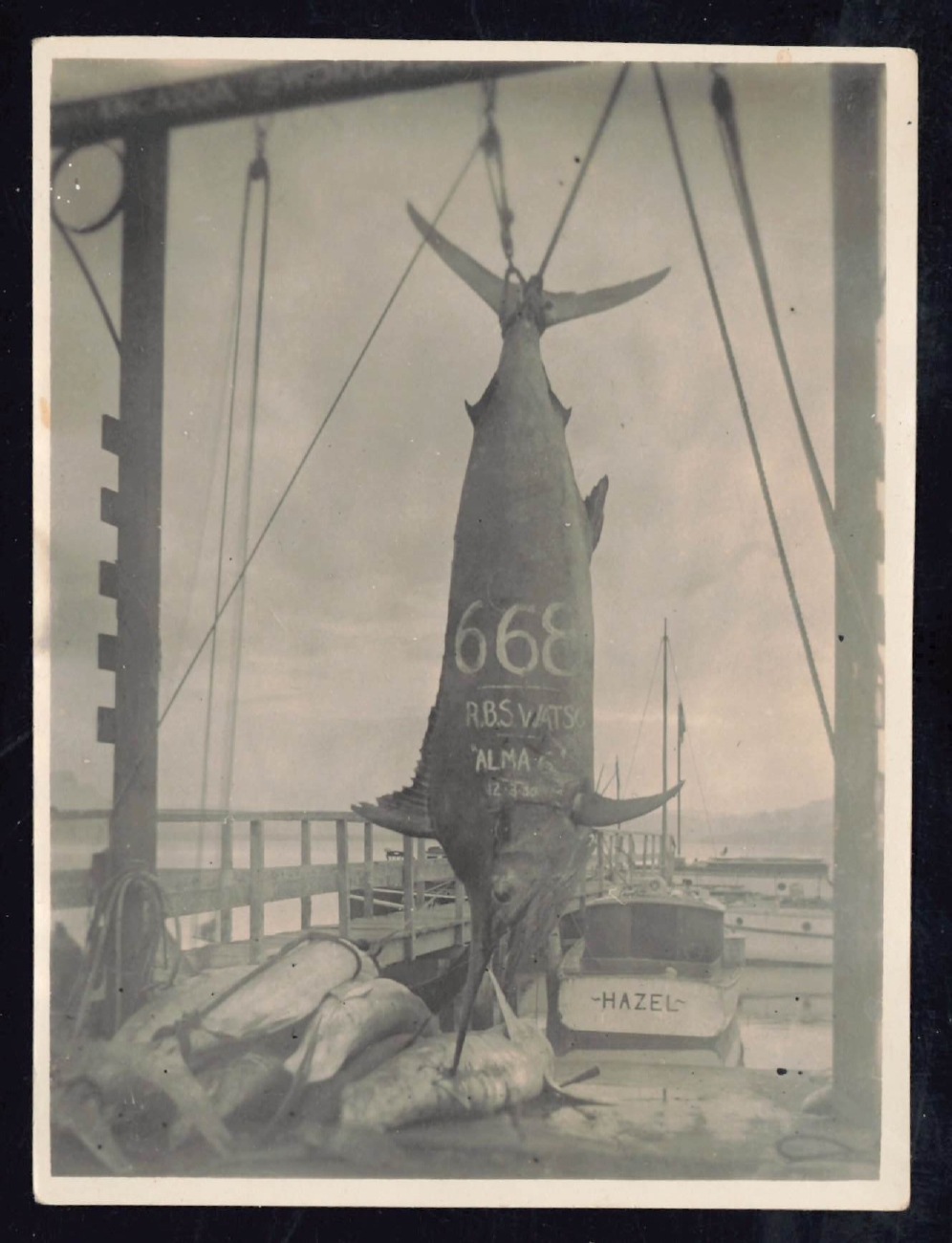 Whangaroa  Swordfish and Big Game Fishing