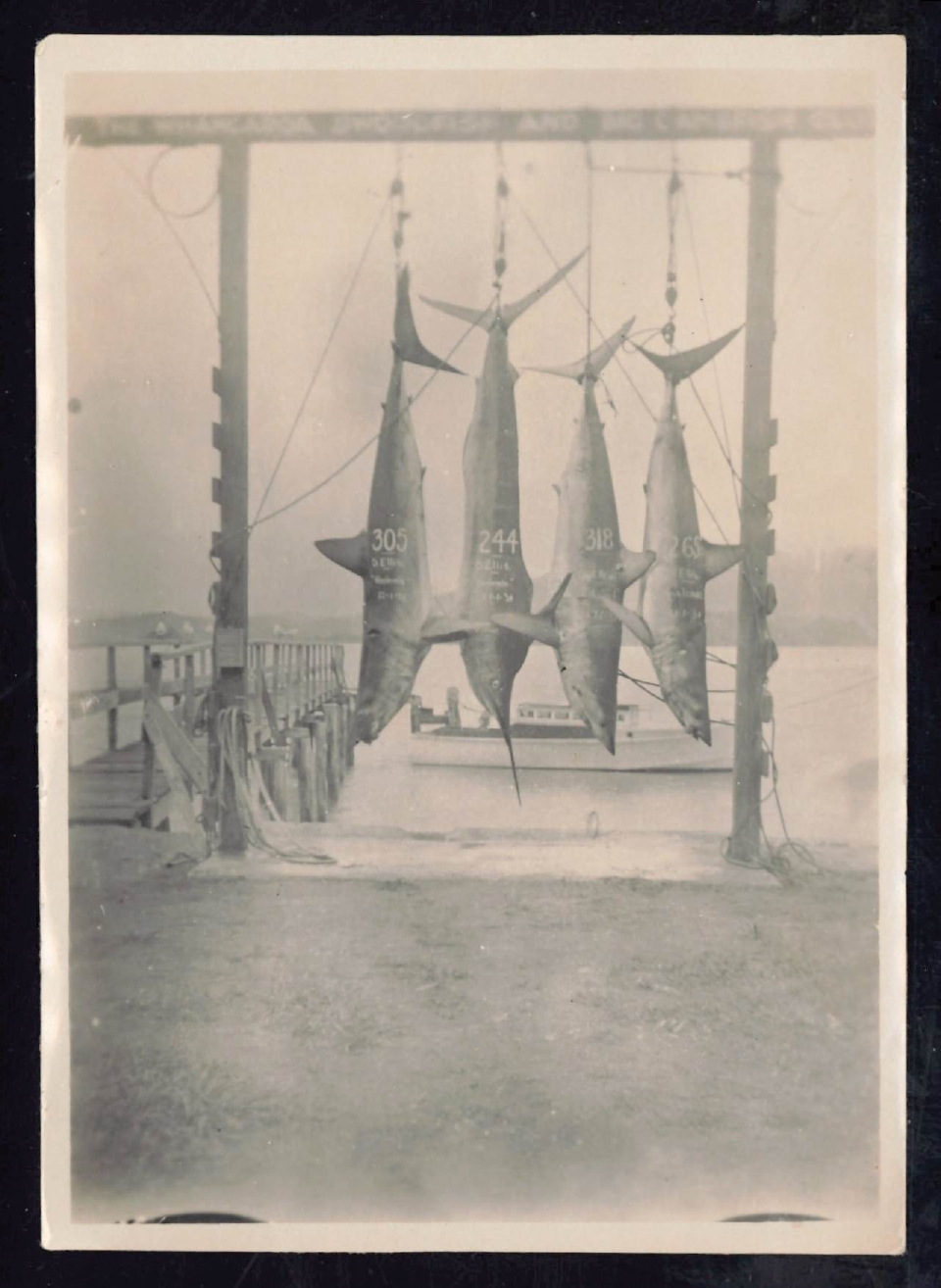 Whangaroa  Swordfish and Big Game Fishing
