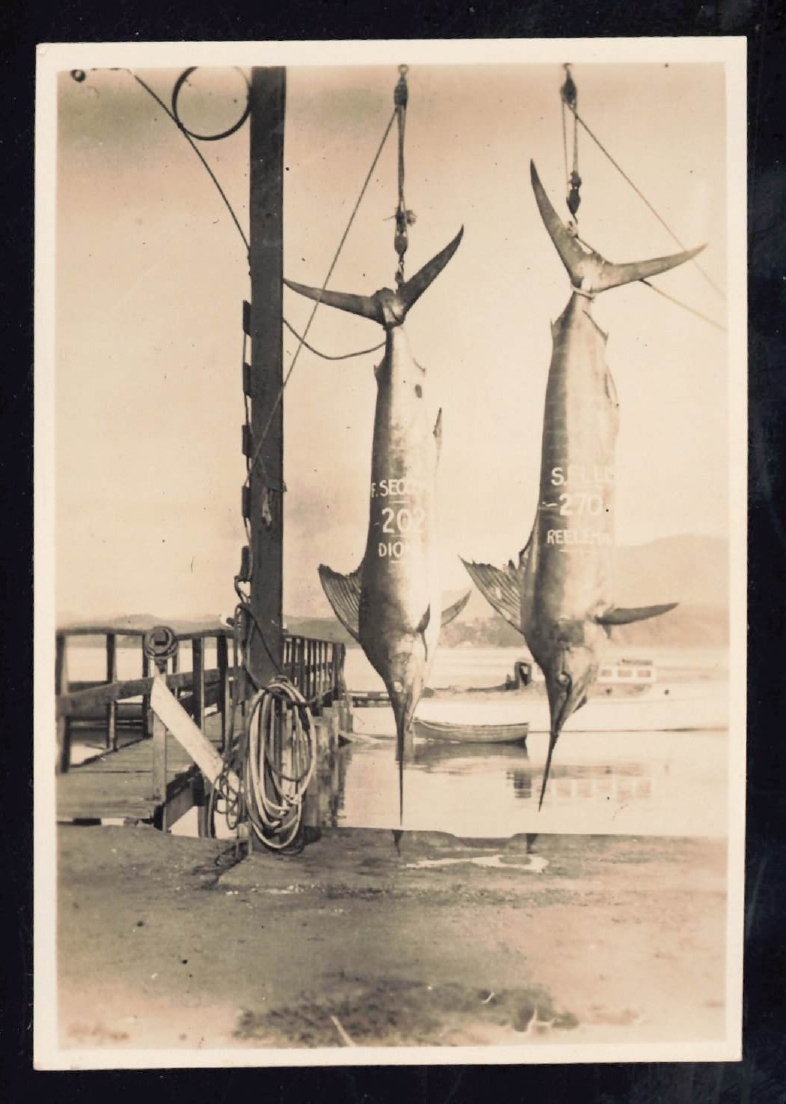 Whangaroa  Swordfish and Big Game Fishing