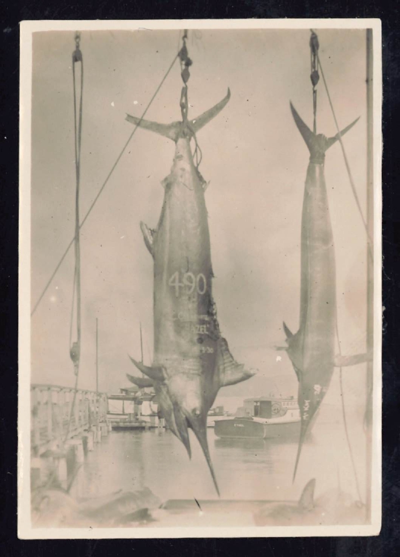 Whangaroa  Swordfish and Big Game Fishing