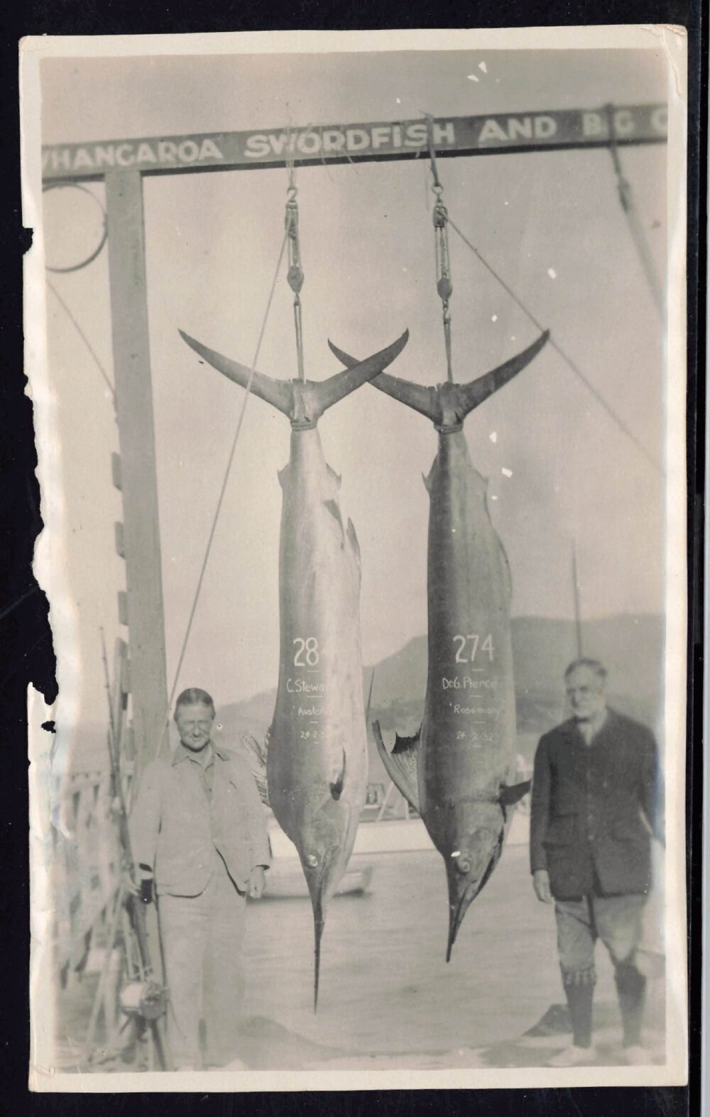 Whangaroa  Swordfish and Big Game Fishing