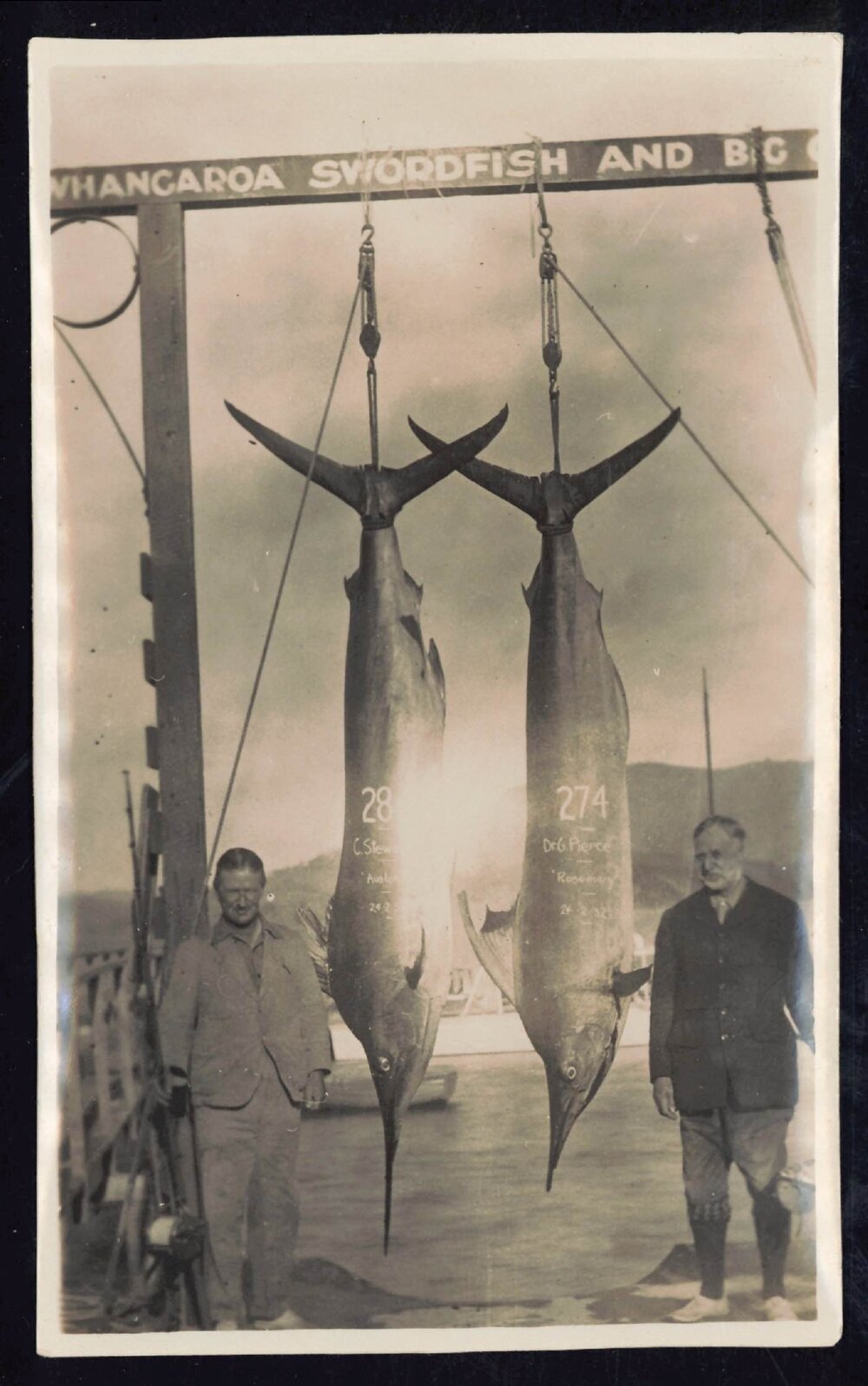 Whangaroa  Swordfish and Big Game Fishing