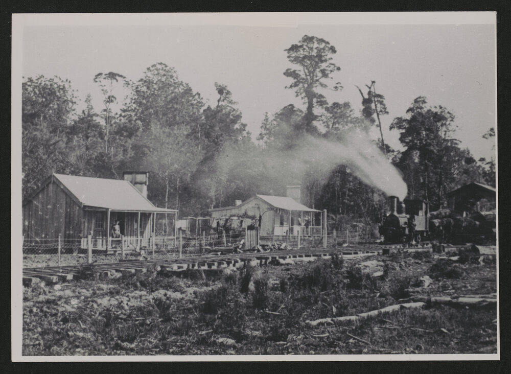 Puketi forest camp