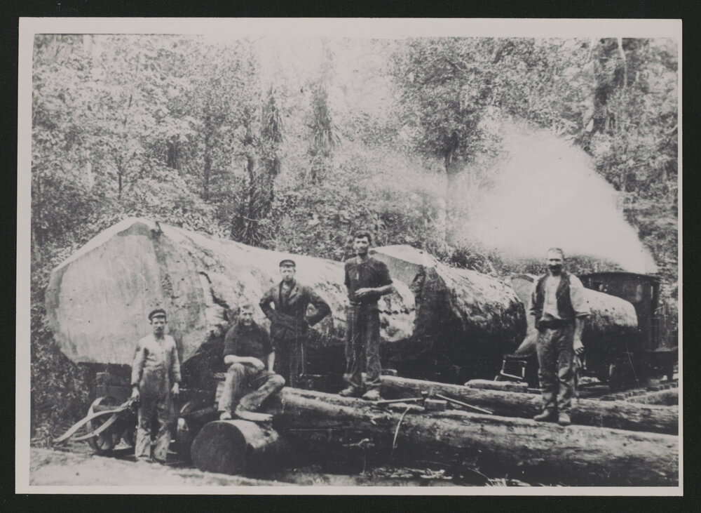 Kauri Timber Co Bush Tramway