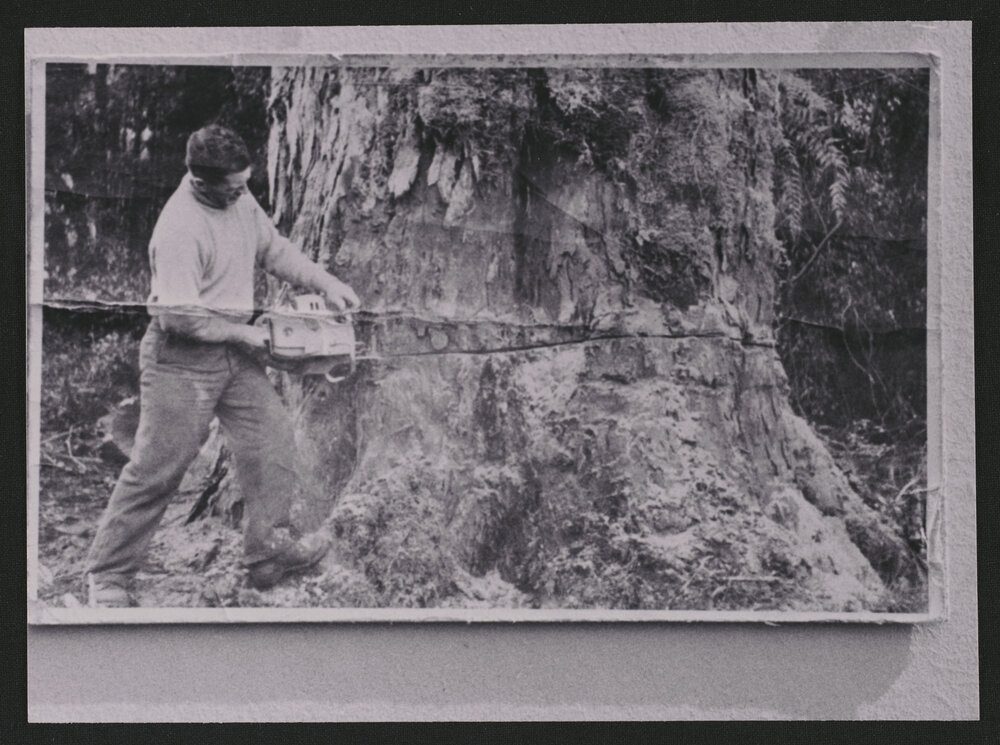 Logging at Ngaroma