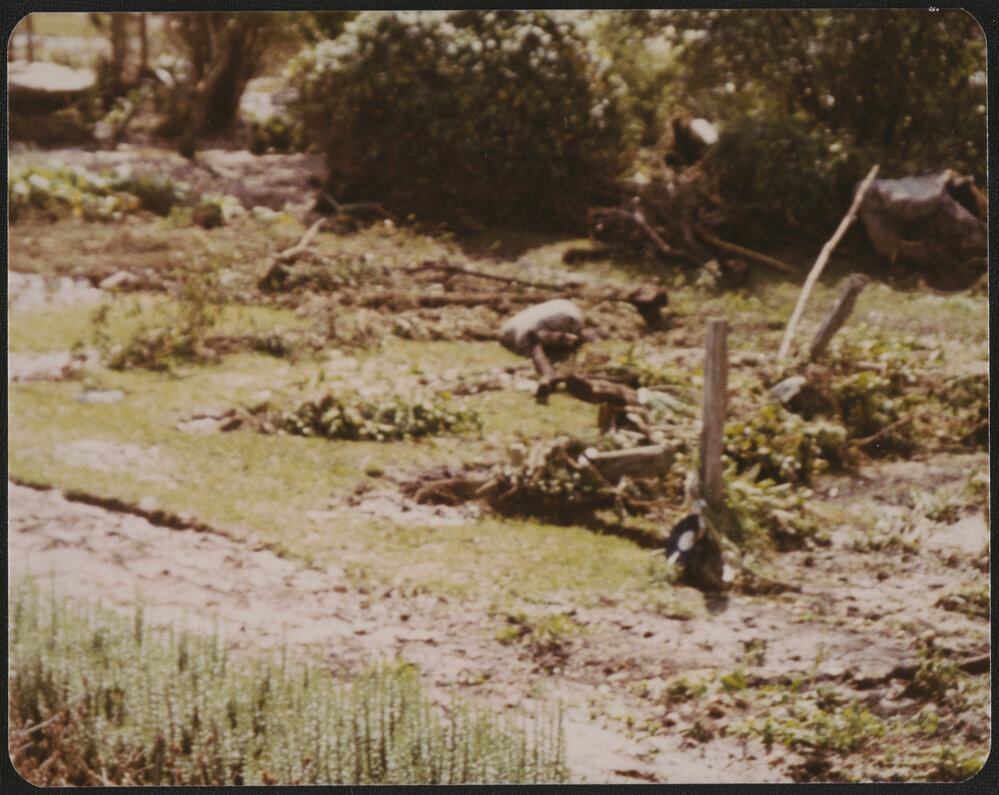 Damage after the flood