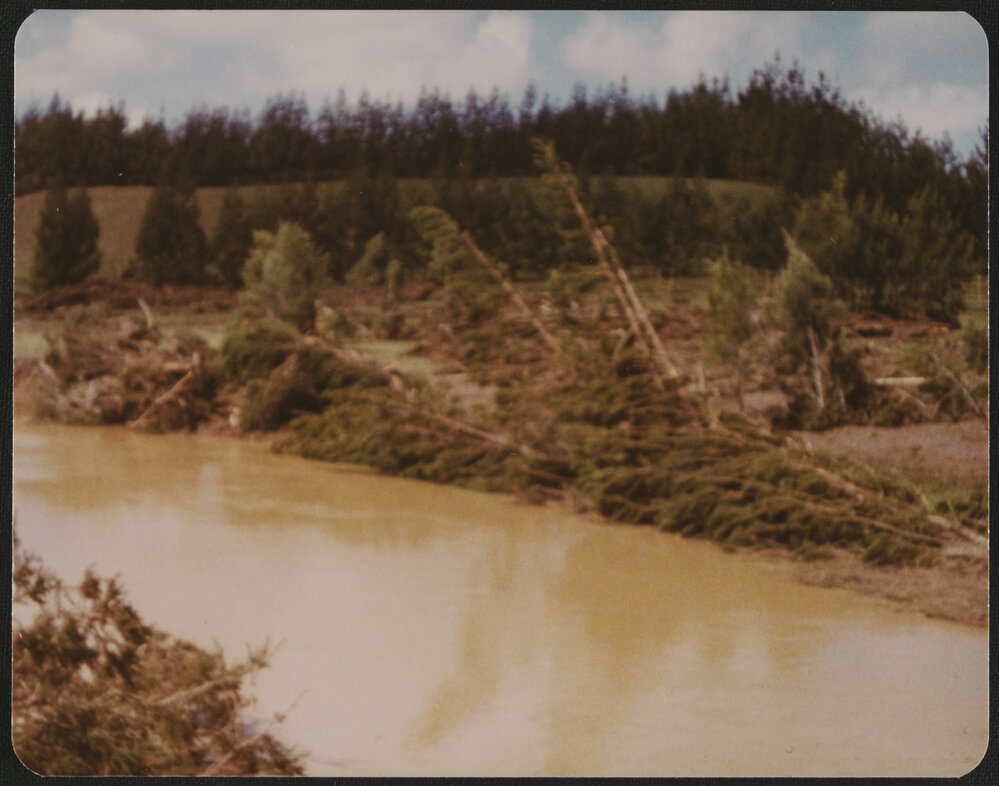 Trees down after flood