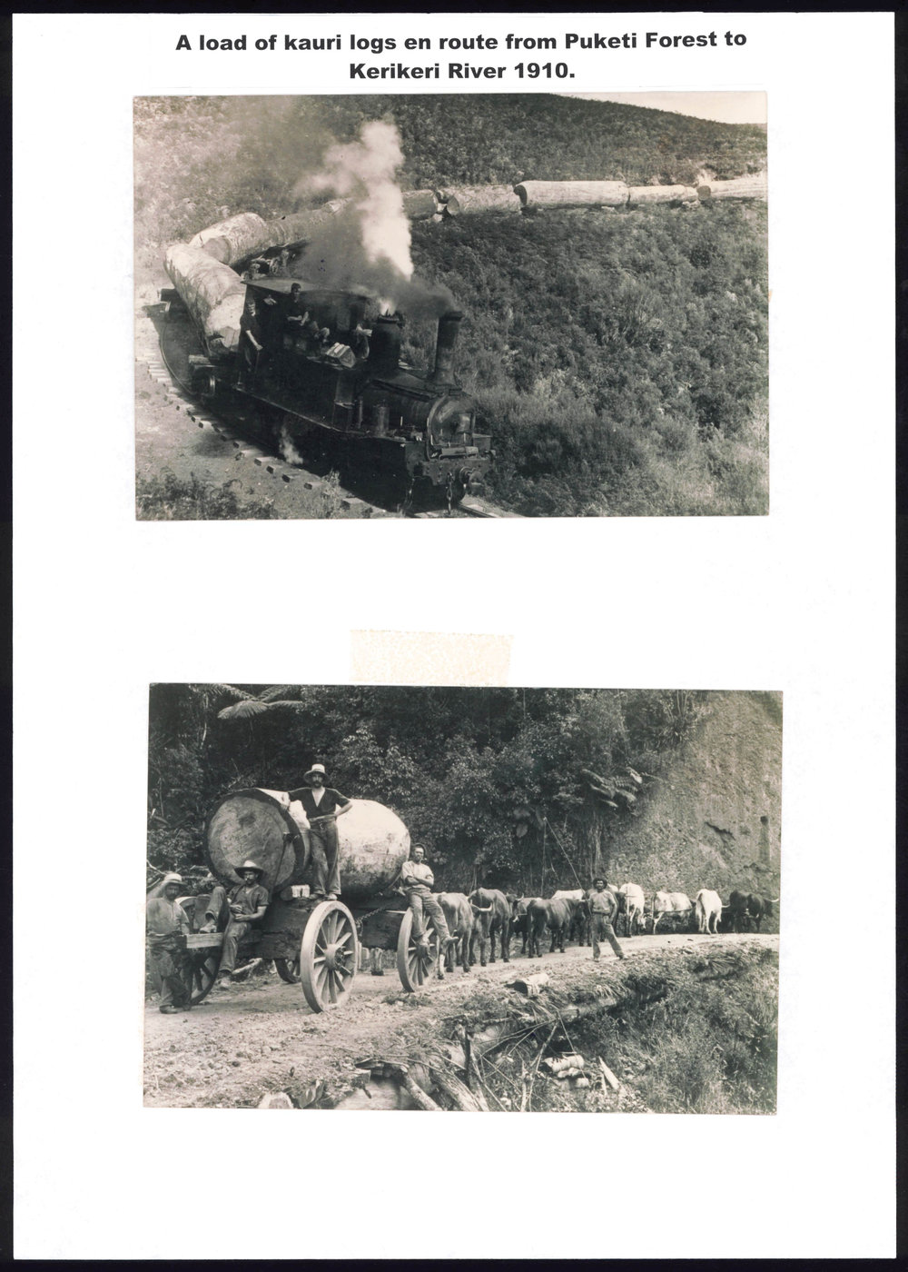 Transporting Kauri logs