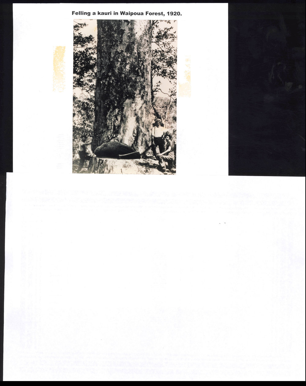Felling a Kauri