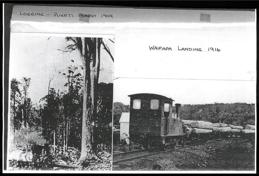 Logging at Puketi and Waipapa