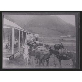 Ahipara Gumstore and Packhorses